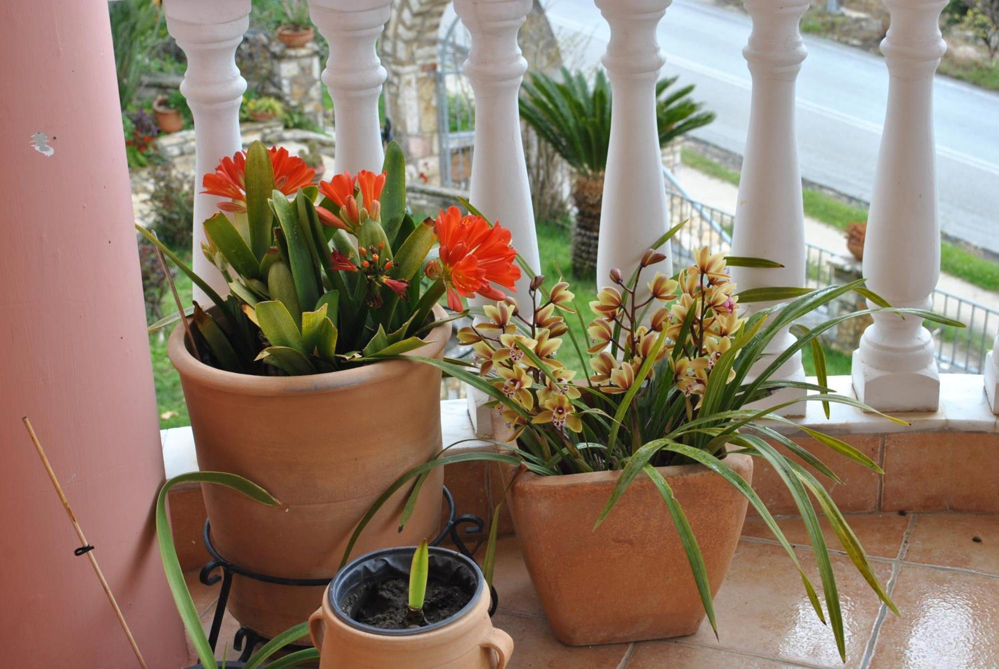 Amaryllis House Apartment Parga Bagian luar foto