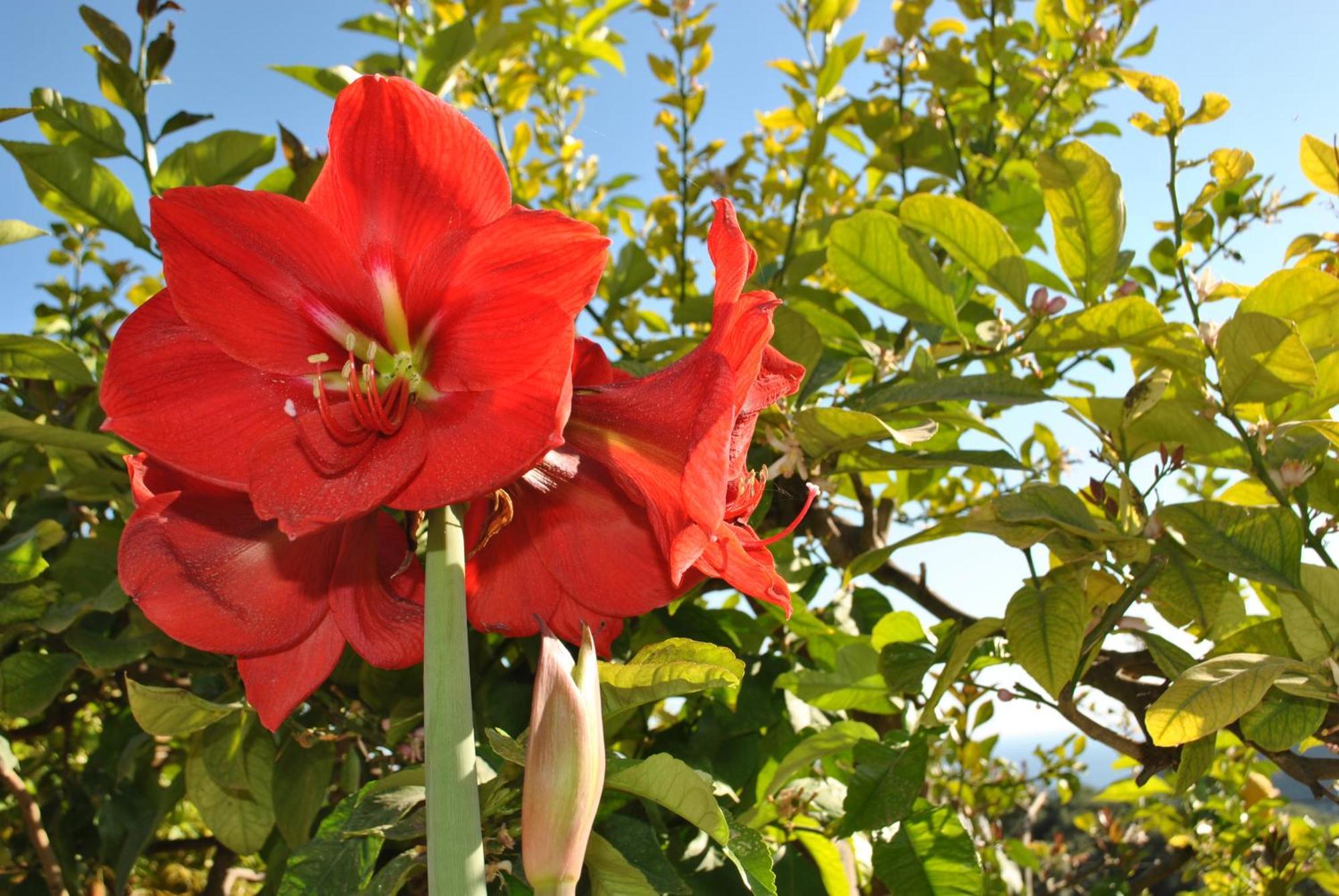 Amaryllis House Apartment Parga Bagian luar foto